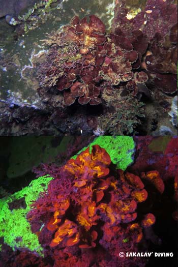 algues en plongée de nuit fluo à Nosy Be